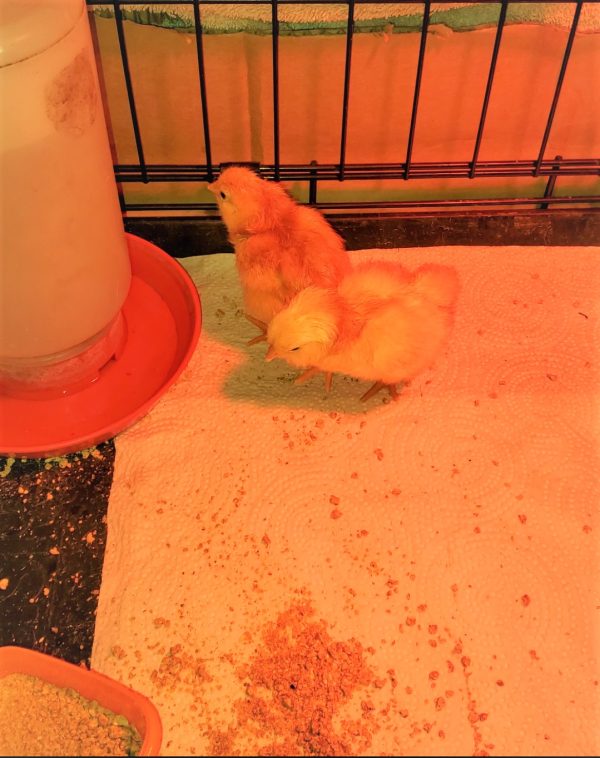 Chicks #1 green egg & #2 tan egg hatched May 11th (2)