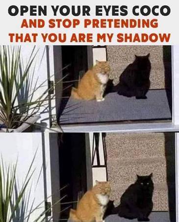 Funny cat pic shadow