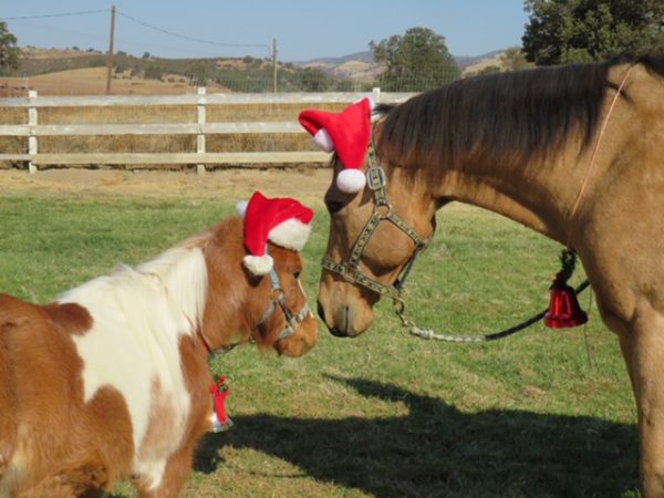Horse sanctuary horse pics only