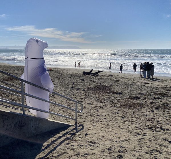 Polar Bear walks dwn the stair