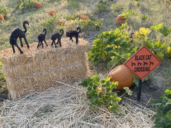 Ruiver K black cat crossing