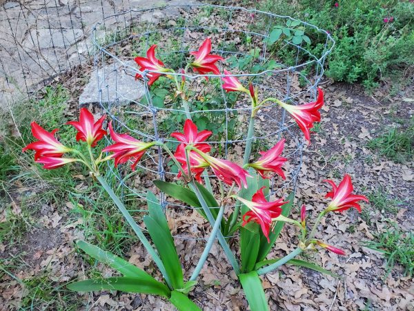 Texas Sring Beautiful Red Flowers 2022