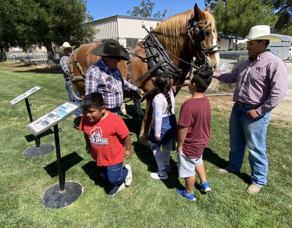 Tommy Harris draft horses getting touched by kids