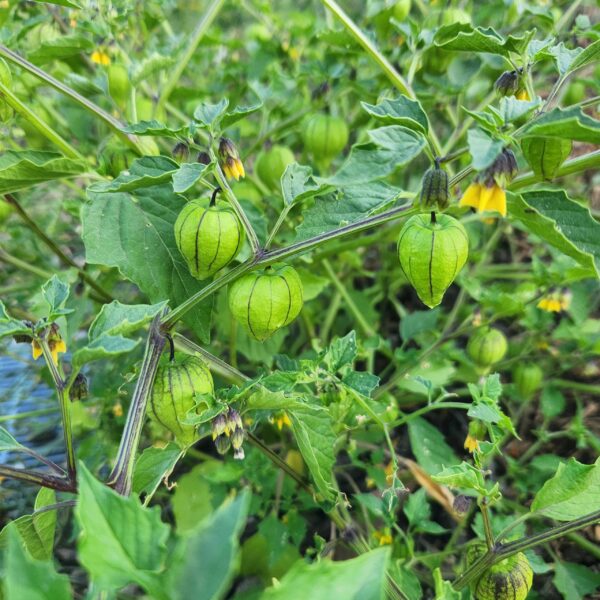 Uptown Family Park Community Garden Vegetables