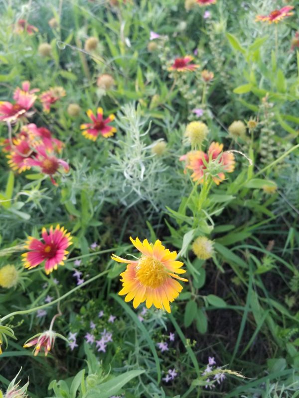 Weather Spring flower field Texas