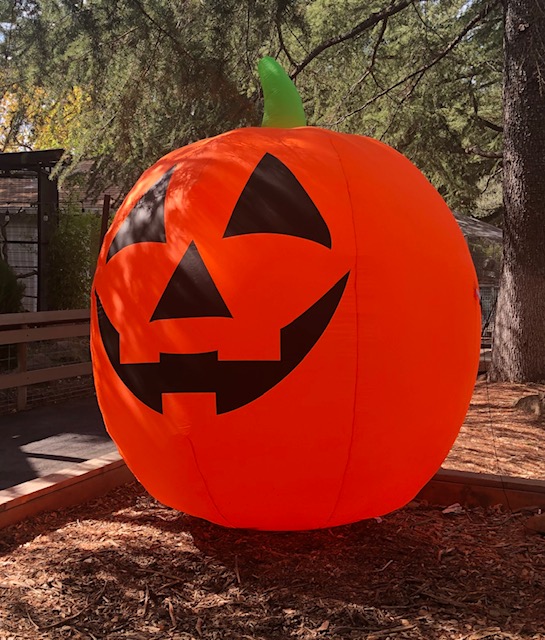 Zoo Pumpkin