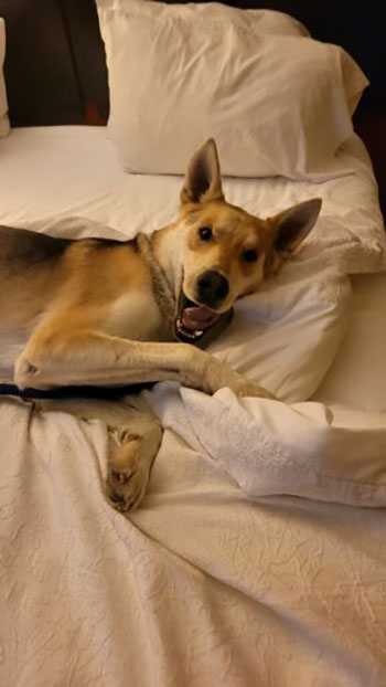 mary-hastings-dog-1671638899 Zeppelin