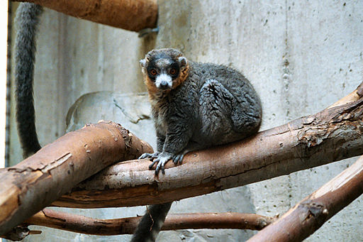 mongoose lemur generic wikipedia