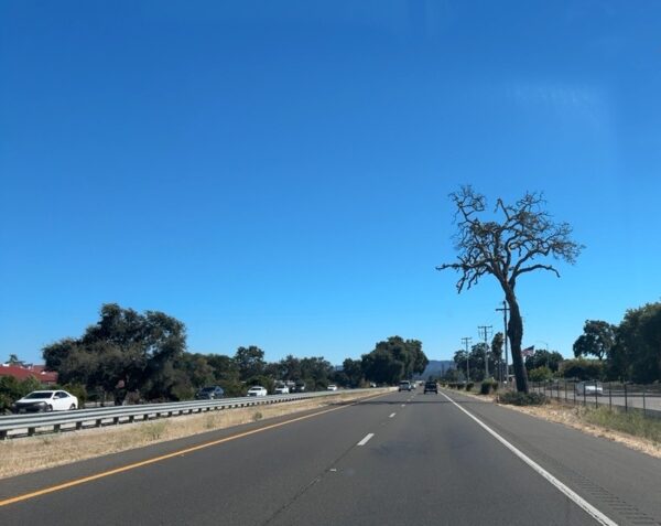paso robles tree 2