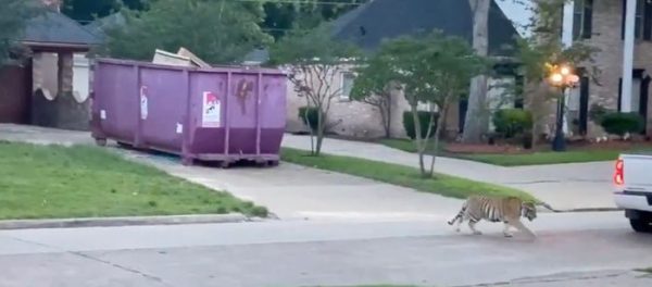 tiger loose in houston