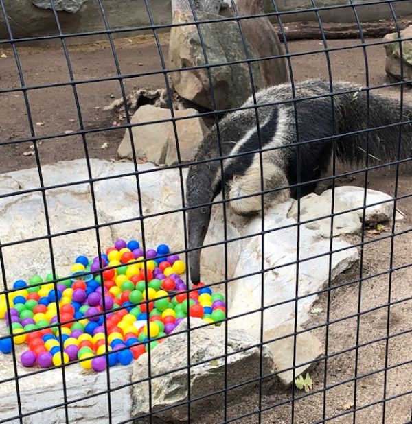 zoo event anteater